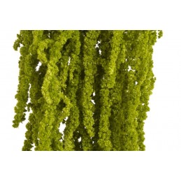 Amaranthus 3szt-pęcz - susz 50-90cm YL-GR