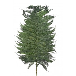 Liść paproci 5szt-pęczek - susz 50-70cm DK. GREEN