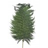 Liść paproci 5szt-pęczek - susz 50-70cm GREEN