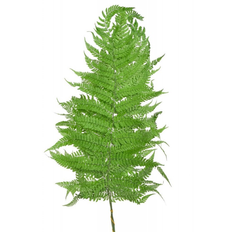 Liść paproci 5szt-pęczek - susz 50-70cm GREEN