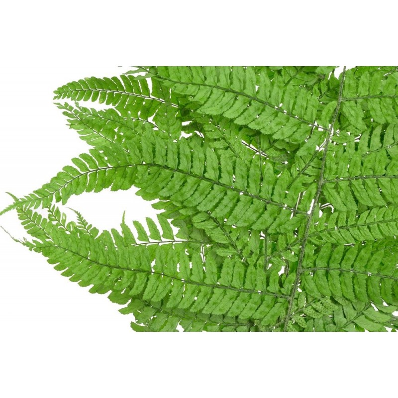 Liść paproci 5szt-pęczek - susz 50-70cm GREEN