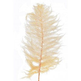 Liść paproci 5szt/pęcz- susz 50-70cm CHAMPAGNE