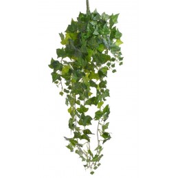 Bluszcz pospolity..83cm... GREEN