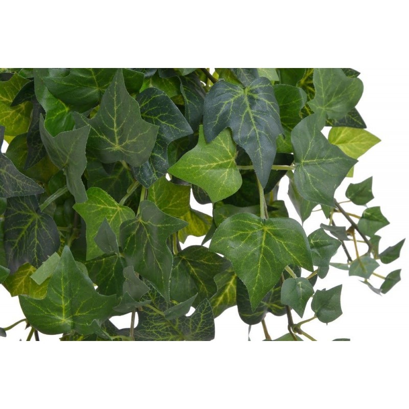 Bluszcz pospolity..83cm... GREEN