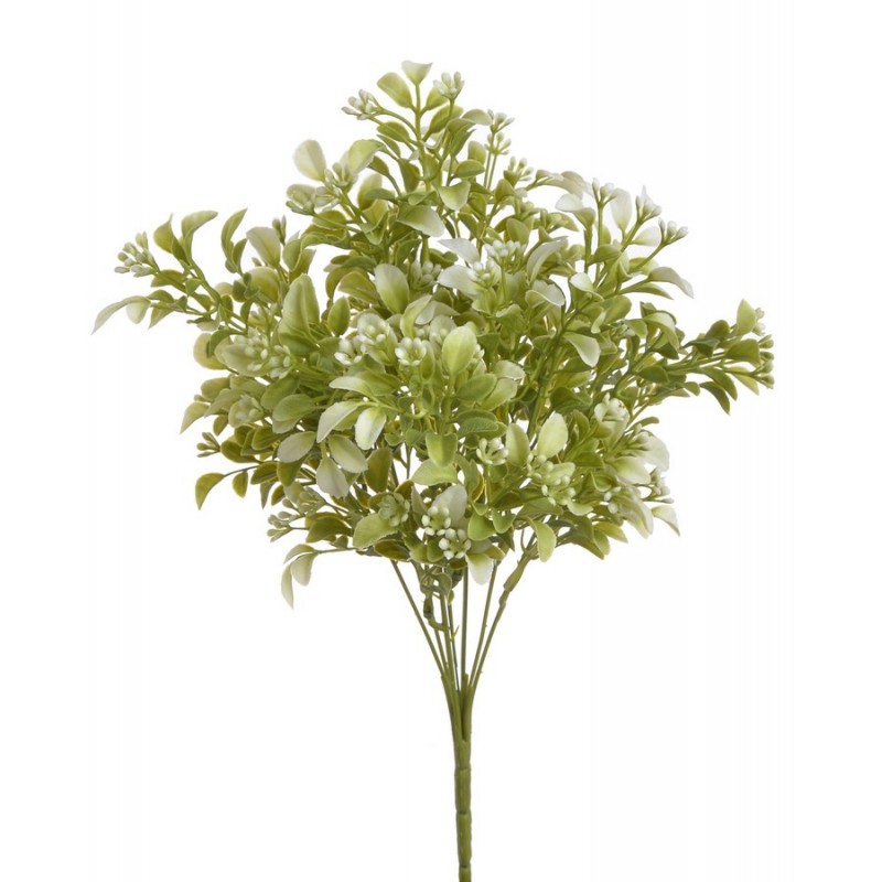 Aglaia odorta ..34cm..576-48 pcs...CR-GR