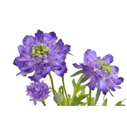 Drakiew kaukaska x4 60cm...05 LT.PURPLE