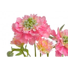 Drakiew kaukaska x4 60cm....21 BEAUTY