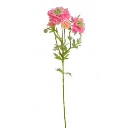 Drakiew kaukaska x4 60cm....21 BEAUTY