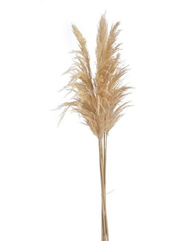 Trawa pampasowa 6szt/paczka 65-75cm CREAM - susz dekoracyjny