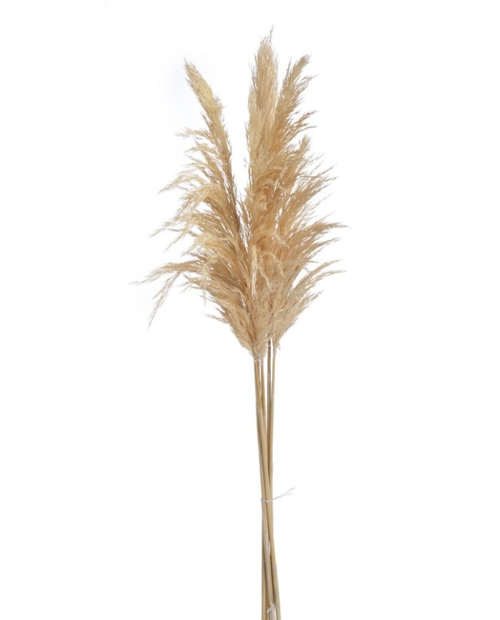 Trawa pampasowa 6szt/paczka 65-75cm CREAM - susz dekoracyjny