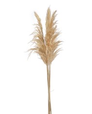 Kuva 3szt-paczka, 160cm - susz BLEACHED..150-160cmH