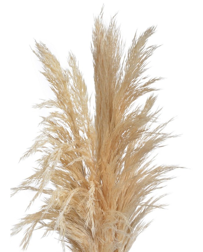 Trawa pampasowa 6szt/paczka 65-75cm CREAM - susz dekoracyjny