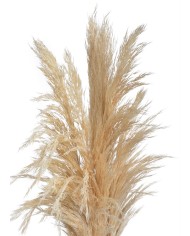 Trawa pampasowa 6szt/paczka 65-75cm CREAM - susz dekoracyjny