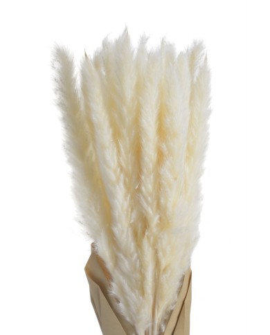 Trawa pampasowa 20szt-pacz. -susz..70-75cm... WHITE