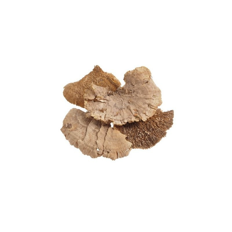 Sponge mushroom medium (250g-pacz) -susz..10-14cm..32-1 bags..250 g-bag....NATURAL