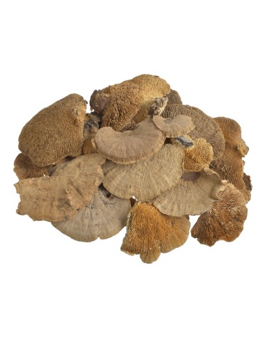 Sponge mushroom medium (250g-pacz) -susz..10-14cm..32-1 bags..250 g-bag....NATURAL