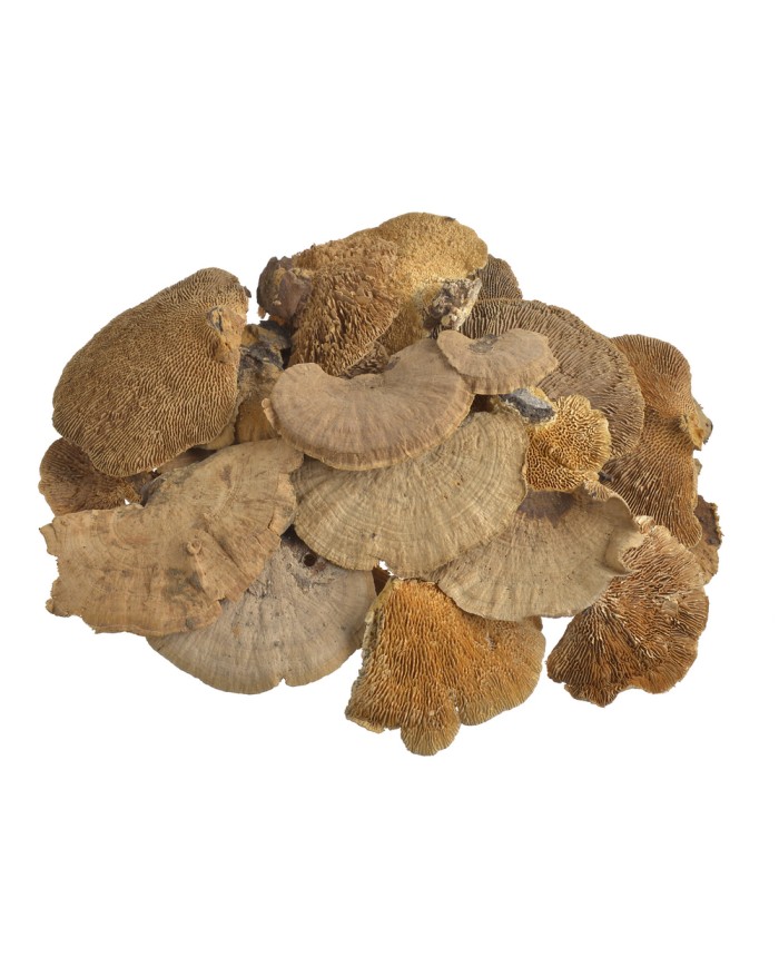 Sponge mushroom medium (250g-pacz) -susz..10-14cm..32-1 bags..250 g-bag....NATURAL