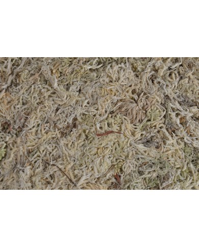 Mech Torfowiec SPHAGNUM Mech 100g/pacz