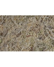 Mech Torfowiec SPHAGNUM Mech 100g/pacz