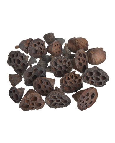 Lotos mini 3 cm - PACZKOWANY - pacz/25 szt