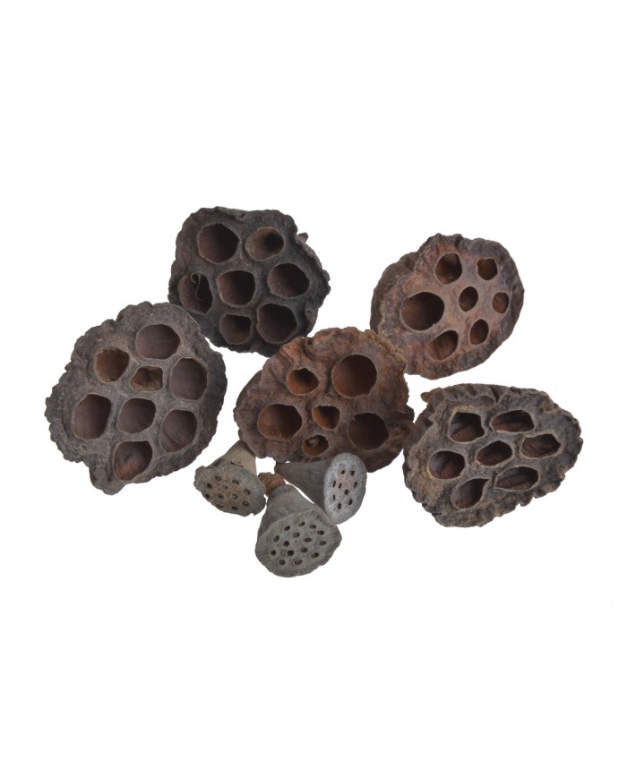 Lotos mini 3 cm - PACZKOWANY - pacz/25 szt