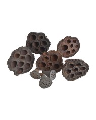 Lotos mini 3 cm - PACZKOWANY - pacz/25 szt