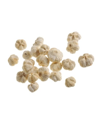 Paras Pod wybielany LUZ