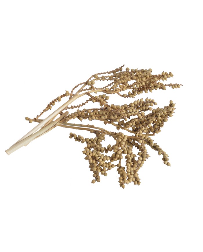 Canella normal-susz..20-25cm..1000-1 pcs......NATURAL