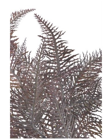 Paproć..45cm..300-50 pcs