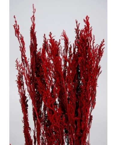 Długie likopodium ( Long Licopodium ) 120 g