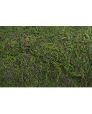 Mech dekoracyjny 12x20x35 cm - 1kg