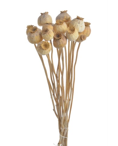 Mak ( makówka ) na łodydze medium 70g..50-55cm...NATURAL - susz dekoracyjny