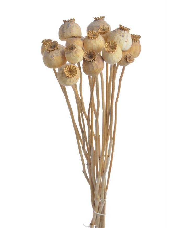 Mak ( makówka ) na łodydze medium 70g..50-55cm...NATURAL - susz dekoracyjny