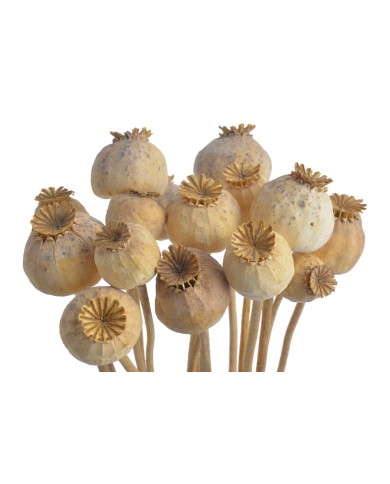 Mak ( makówka ) na łodydze medium 70g..50-55cm...NATURAL - susz dekoracyjny