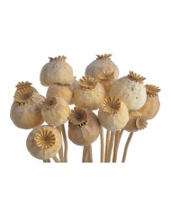 Mak ( makówka ) na łodydze medium 70g..50-55cm...NATURAL - susz dekoracyjny