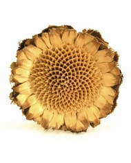 Asa barata-susz...3-8cm_8kg