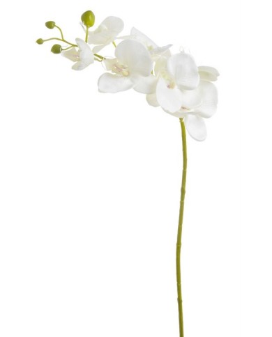 Storczyk mały 80cm_240-24pcs