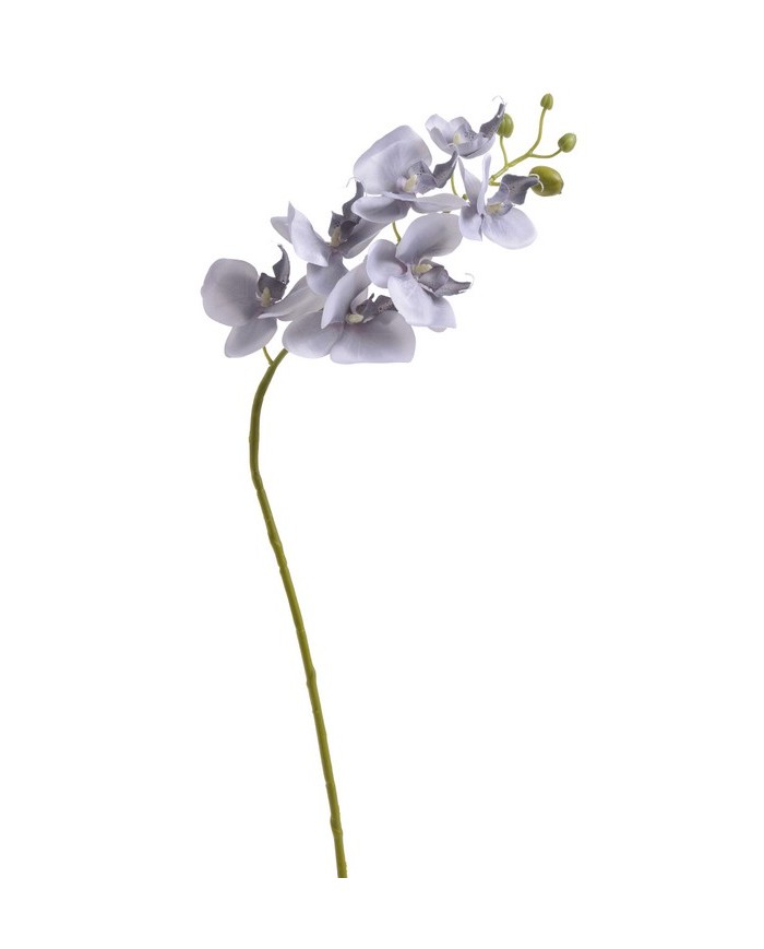 Storczyk mały 80cm_240-24pcs