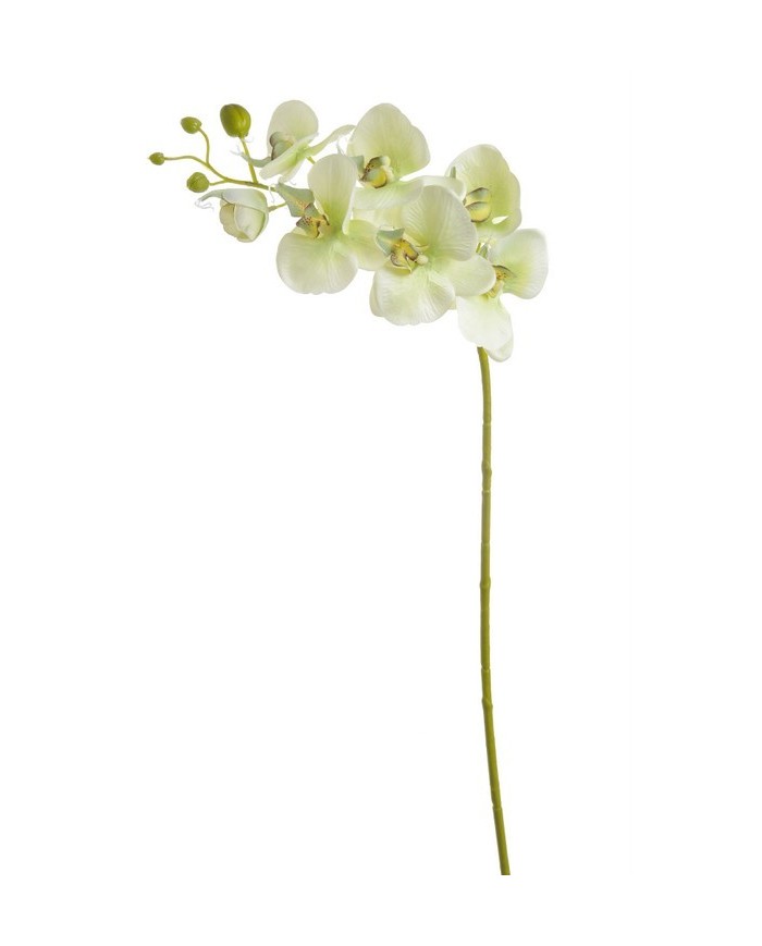 Storczyk mały 80cm_240-24pcs