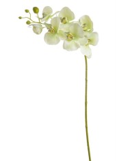 Storczyk mały 80cm_240-24pcs