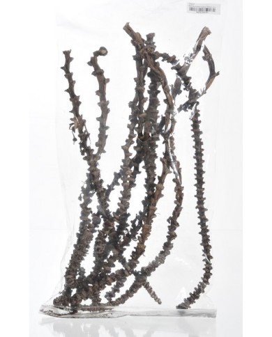 Banana stem 10szt-pacz-susz..40-50 cmW..30-1 bags..10 pcs-bag....NATURAL