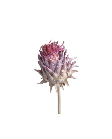 Cynara short stem -susz.kwiat..+-13cm - susz afrykański