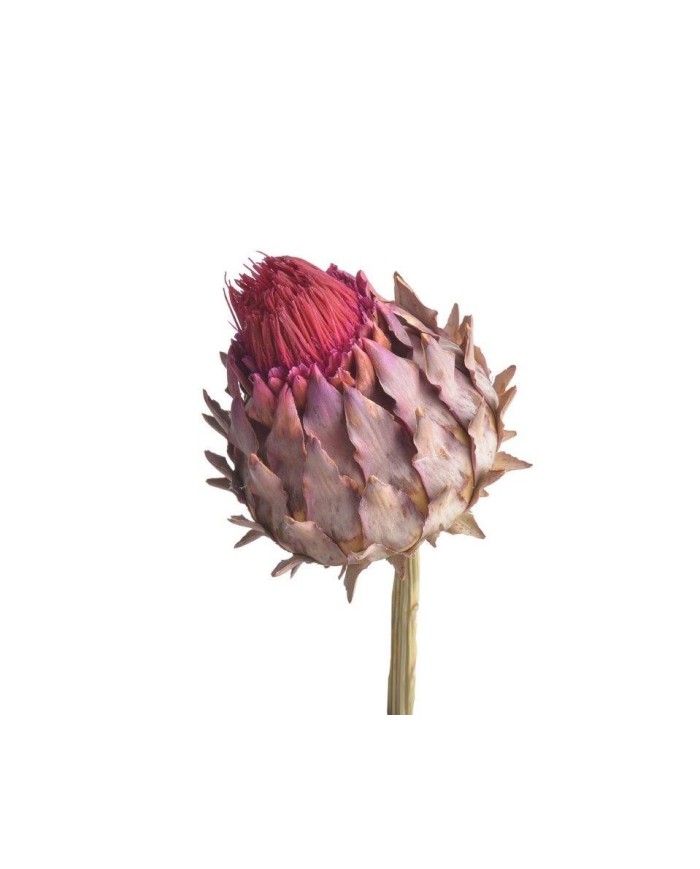 Cynara short stem -susz.kwiat..+-13cm - susz afrykański