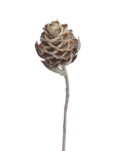 Daphnoides I WW -susz..+-25cm..250-250 pcs......WHITE WASHED - susz dekoracyjny