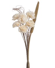 Cynara short stem -susz.kwiat..+-13cm - susz afrykański