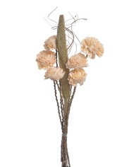 Shola Dalia 8cm 6szt-bukiet, 55cm - susz