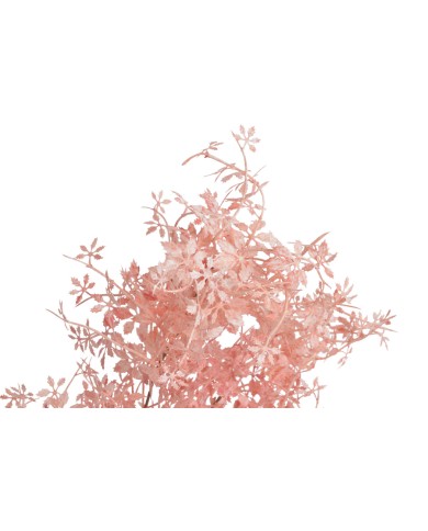 Klon japoński gałązka..106cm..144-24 pcs