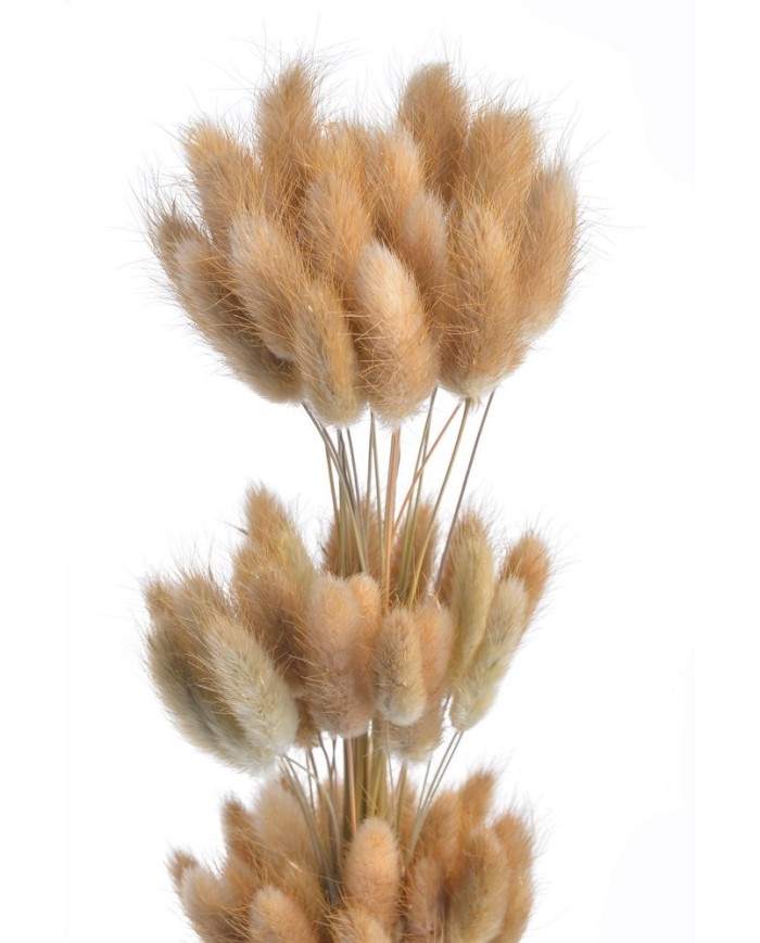 Lagurus paczka..60cmH..120-1 bags..ok. 60 pcs-bag....NATURAL