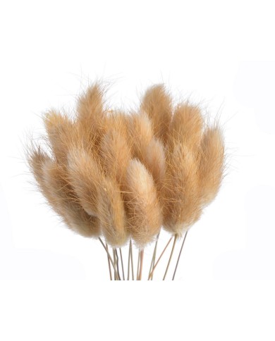 Lagurus paczka..60cmH..120-1 bags..ok. 60 pcs-bag....NATURAL