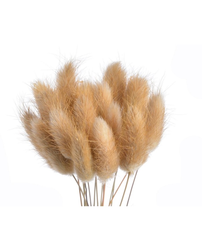 Lagurus paczka..60cmH..120-1 bags..ok. 60 pcs-bag....NATURAL